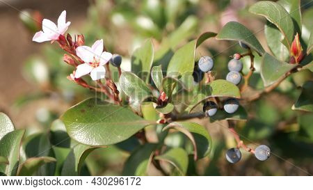 Indian Hawthorn Pink Flower, California Usa. Rhaphiolepis Springtime Fresh Bloom, Romantic Botanical