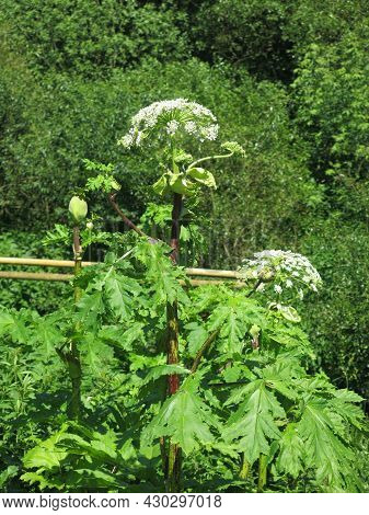 Poisonous Weed Borschevik Sosnovsky (heracleum Sosnowskyi) Grew Up In The Moscow Region