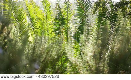 Cycad Fern Leaves In Forest, California Usa. Green Fresh Juicy Natural Botanical Leafage. Encephalar