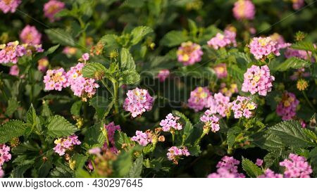 Lantara Camara Yellow Pink Flower In Garden California Usa. Umbelanterna Springtime Pure Colorful Bl