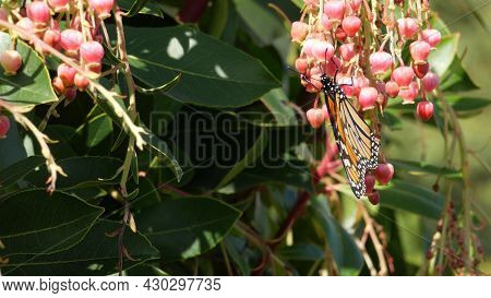 Monarch Butterfly Pollinate Arbutus Flower, California Usa. Pink Madrone Blossom, Romantic Botanical