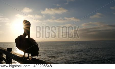 Wild Pelican On Wooden Pier Railing, Oceanside Boardwalk, California Ocean Beach, Usa Wildlife. Pele