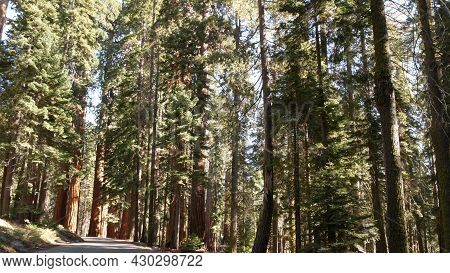 Sequoia Forest, Redwood Trees In National Park, Northern California, Usa. Old-growth Woodland Near K