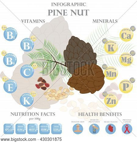 Infographic About Nutrients In Pine Nut. Vector Illustration Of Pine Nut, Vitamins, Nuts, Healthy Fo
