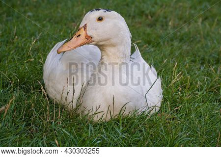 Mulard Duck Sitting In The Green Grass