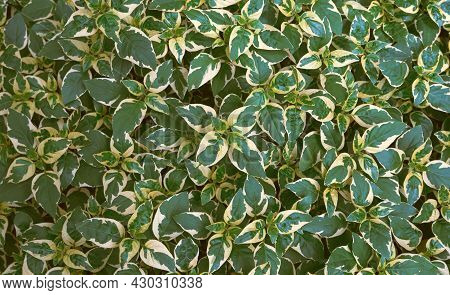 Top View Of Wintercreeper Euonymus Fortunei Plant, Many Green And White Leaves In Botanical Garden