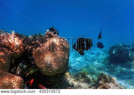 Red Sea Clownfish (amphiprion Bicinctus) Red Sea