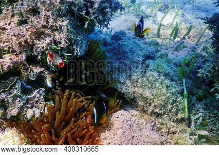 Red Sea Clownfish (amphiprion Bicinctus) Red Sea