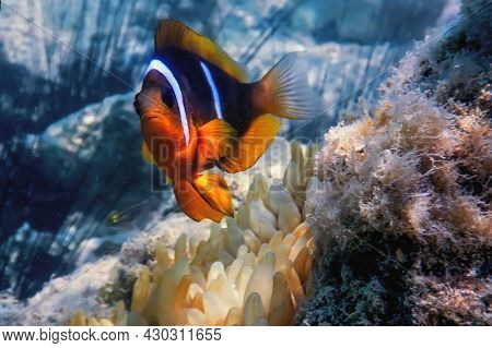 Red Sea Clownfish (amphiprion Bicinctus) Red Sea