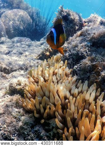 Red Sea Clownfish (amphiprion Bicinctus) Red Sea