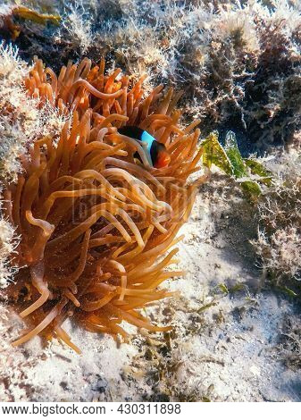 Red Sea Clownfish (amphiprion Bicinctus) Red Sea