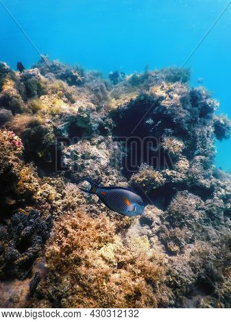 The Sohal Surgeonfish, Sohal Tang (acanthurus Sohal)