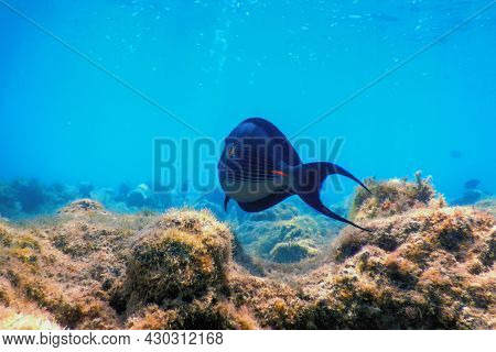 The Sohal Surgeonfish, Sohal Tang (acanthurus Sohal)