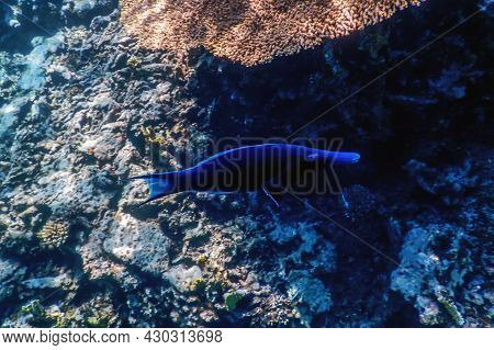Blue Bird Wrasse (gomphosus Caeruleus) Coral Fish, Tropical Waters