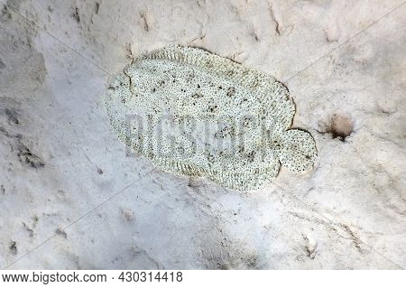 Finless Sole, Flatfish Camouflaged On Sandy Seabed (pardachirus Marmoratus) Tropical Waters