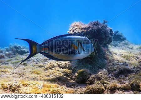 The Sohal Surgeonfish, Sohal Tang (acanthurus Sohal) Marine Life