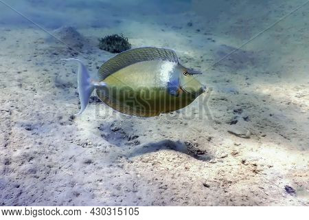 Whitemargin Unicornfish (naso Annulatus) Tropical Waters