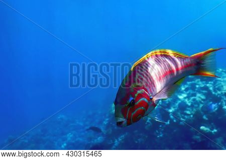 Klunzinger Wrasse (thalassoma Rueppellii) Coral Fish, Tropical Waters