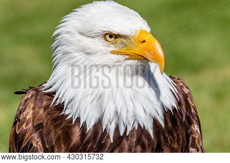 Bald Eagle In Portrait. Birds Of Prey Centre, Coledale, Alberta, Canada