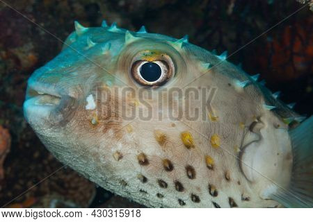 Fish Of The Red Sea. Spot Base Burrfish.
