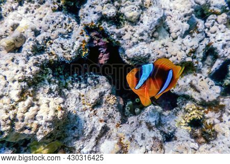 Red Sea Clownfish (amphiprion Bicinctus) Red Sea