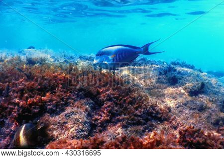 The Sohal Surgeonfish, Sohal Tang (acanthurus Sohal)