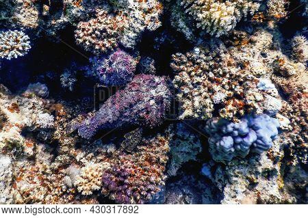 Stonefish (synanceia Verrucosa) Reef Stonefish, Tropical Waters