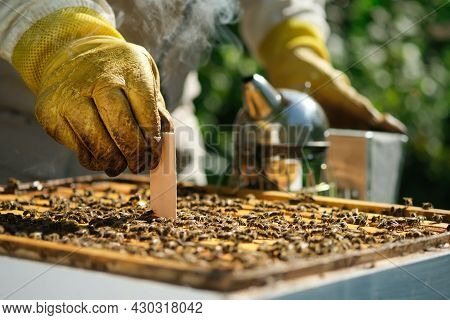 Varroa Mite Control. Varroa Destructor. How To Treat Bees From Varroa Mite. The Beekeeper Treats The