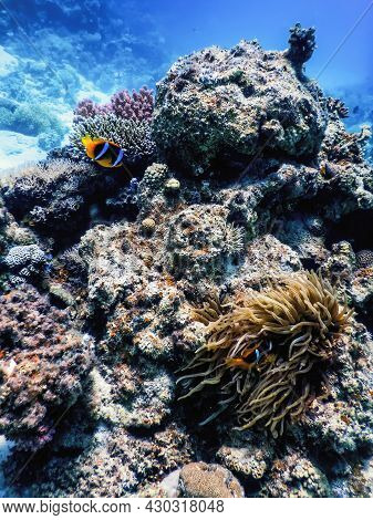 Red Sea Clownfish (amphiprion Bicinctus) Red Sea