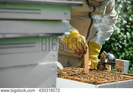Varroa Mite Control. Varroa Destructor. How To Treat Bees From Varroa Mite. The Beekeeper Treats The