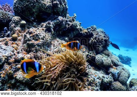 Red Sea Clownfish (amphiprion Bicinctus) Red Sea