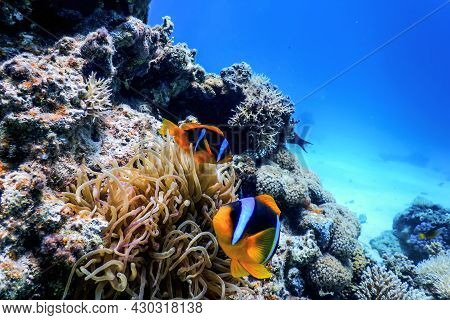 Red Sea Clownfish (amphiprion Bicinctus) Red Sea