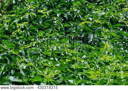 Green Leaves Bush Hedge Close-up Photo. Ivy Vine Wall Natural Plant Texture Background. Summer Outdo