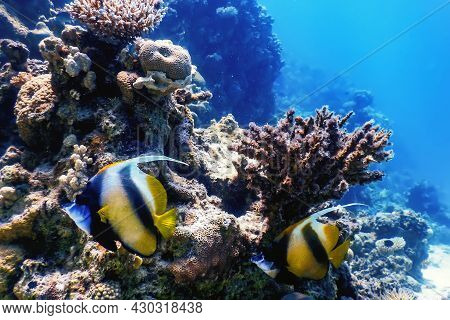 Masked Bannerfish (heniochus Monoceros) Coral Fish, Tropical Waters, Marine Life