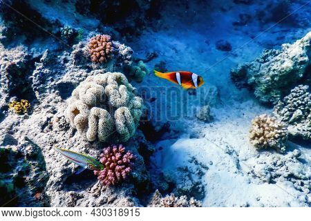 Red Sea Clownfish (amphiprion Bicinctus) Red Sea, Marine Life