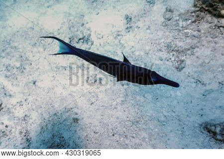 Blue Bird Wrasse (gomphosus Caeruleus) Coral Fish, Tropical Waters, Marine Life