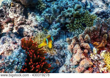 Red Sea Clownfish (amphiprion Bicinctus) Red Sea, Marine Life