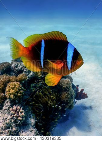 Red Sea Clownfish (amphiprion Bicinctus) Red Sea, Marine Life