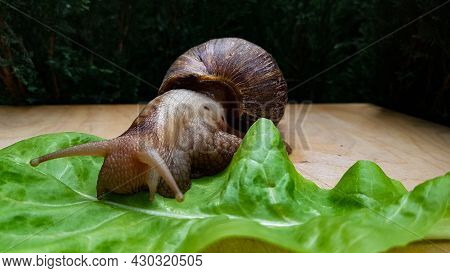 The Snail Akhatin Crawls On A Green Lettuce Leaf On A Dark Background. Summer.