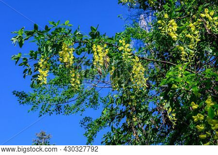 Tree With Many Yellow Flowers And Buds Of Laburnum Anagyroides, The Common Laburnum, Golden Chain Or