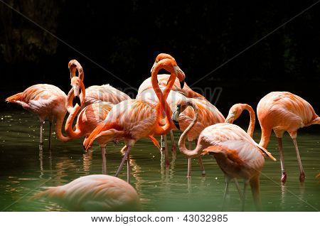 Flamingo