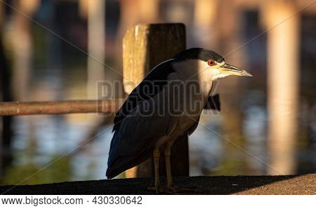 Savacu, A Brazilian Bird With A Habitat In Lakes And Rivers, Photographed At Dawn, Natural Light, Se