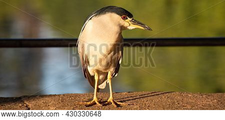 Savacu, A Brazilian Bird With A Habitat In Lakes And Rivers, Photographed At Dawn, Natural Light, Se