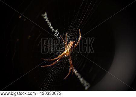 Silver Spider In Its Web Seen Through A Macro Lens, Selective Focus.