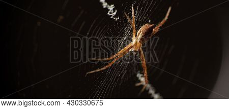 Silver Spider In Its Web Seen Through A Macro Lens, Selective Focus.