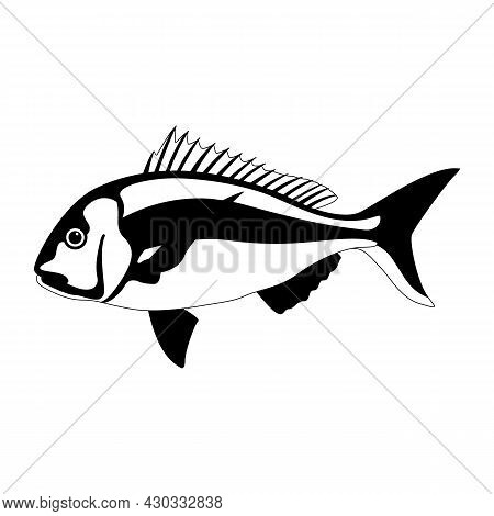 Snapper Fish, Vector Illustration, Lining Draw Side View