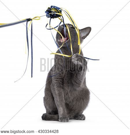 Young Silver Tipped Korat Cat, Sitting Facing Front. Playing And Biting In Cat Toy. Isolated On A Wh