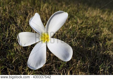 Beautiful Plumeria Flowers Also Known As Champa Or Frangipani . Bunch Of Blooming White Flowers With
