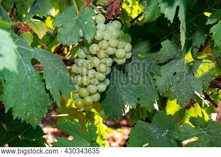 Bunches Of White Wine Grapes Ripening On Vineyards Near Terracina, Lazio, Italy