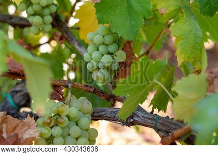 Bunches Of White Wine Grapes Ripening On Vineyards Near Terracina, Lazio, Italy